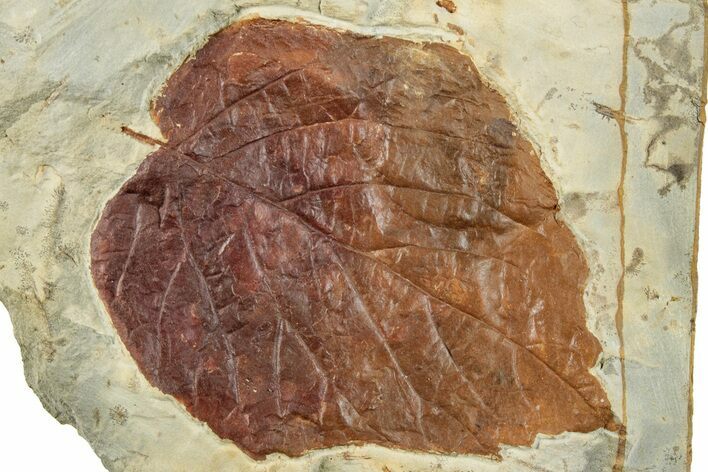 Fossil Leaf (Beringiaphyllum) - Montana #268145